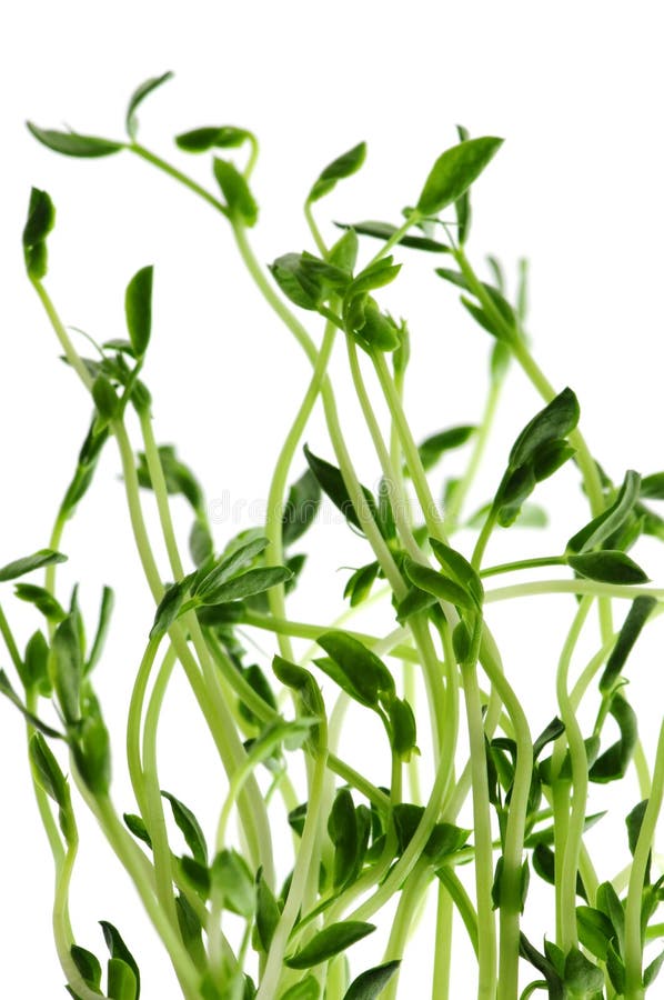 Green young pea sprouts isolated on white background. Green young pea sprouts isolated on white background
