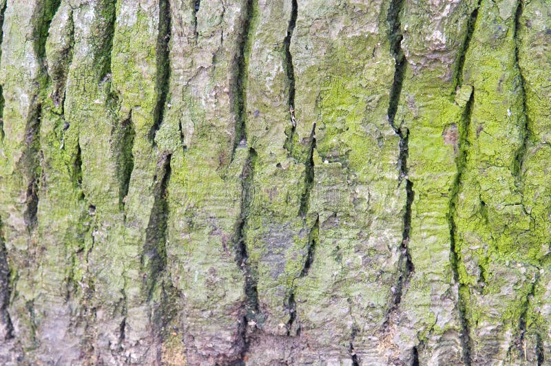 Green spruce bark