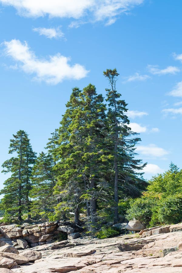 Spruce Trees Over Pompeii Stadium Stock Image Image of heritage
