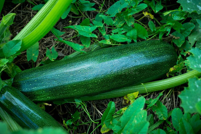 Green Squash Growth in the Garden Stock Photo Image of outdoors