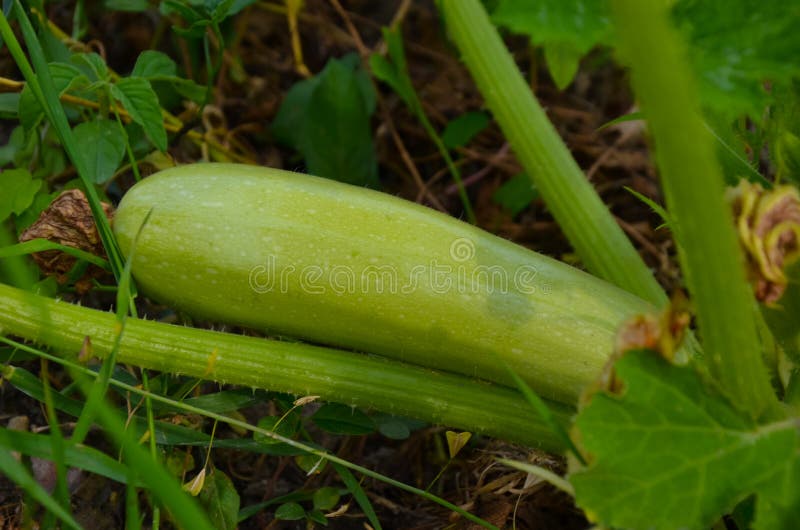 Green Squash Ripening on Vine Stock Image Image of farm, food 83011193