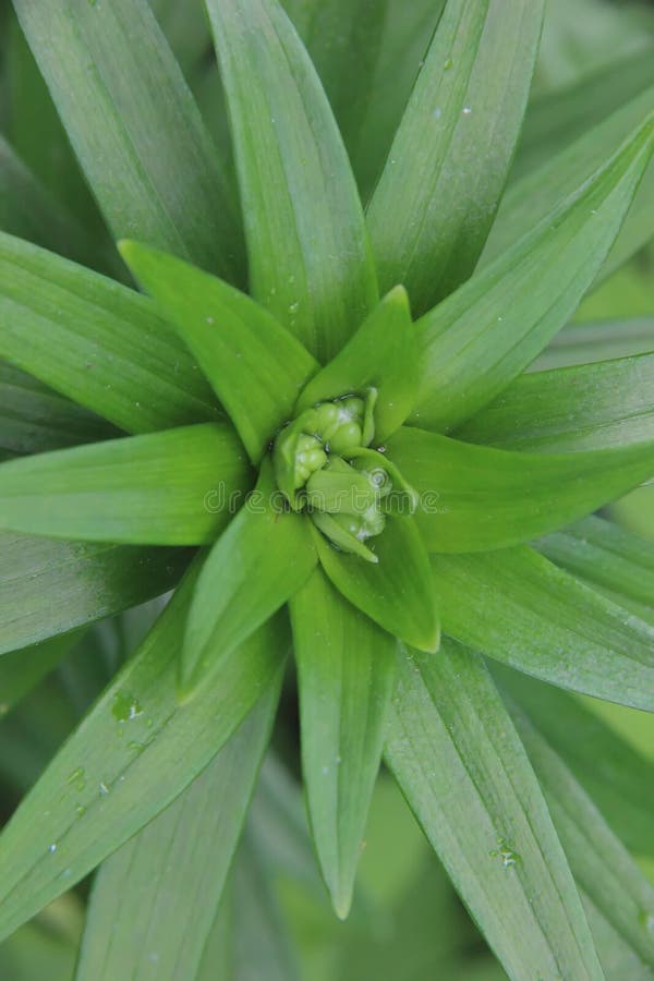 Green Stalk with Leaves of a Lily Flower with Lots of Buds Stock Image