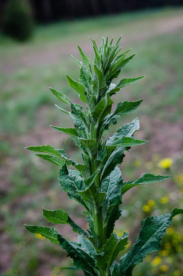 Green stalk of a wild bush on a forest glade. Close-up. Blurred background. royalty free stock photo Green stalk of a wild bush on a forest glade. Close-up. Blurred background. royalty free stock photo