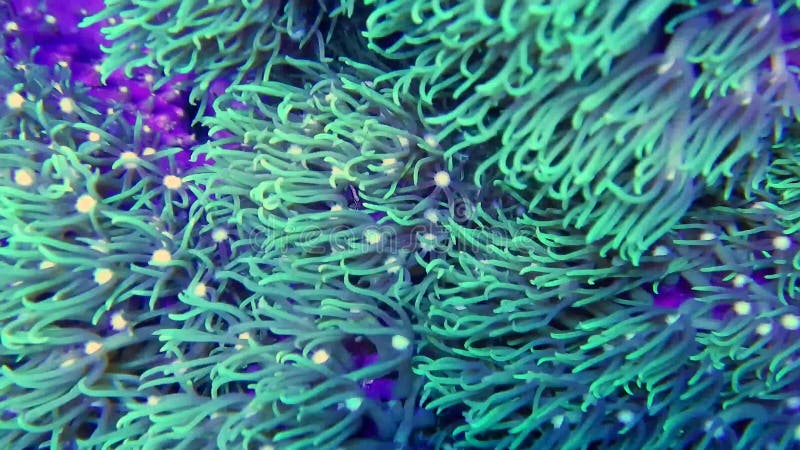 ' green star ' - polyp zachte koralen