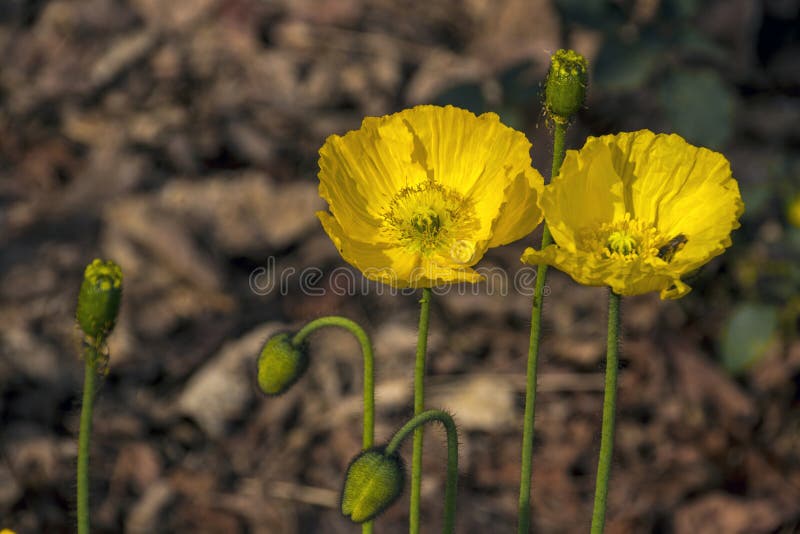 Green Stem Buds and Two Flowering Yellow Iceland Poppies royalty free stock image Green Stem Buds and Two Flowering Yellow Iceland Poppies royalty free stock image
