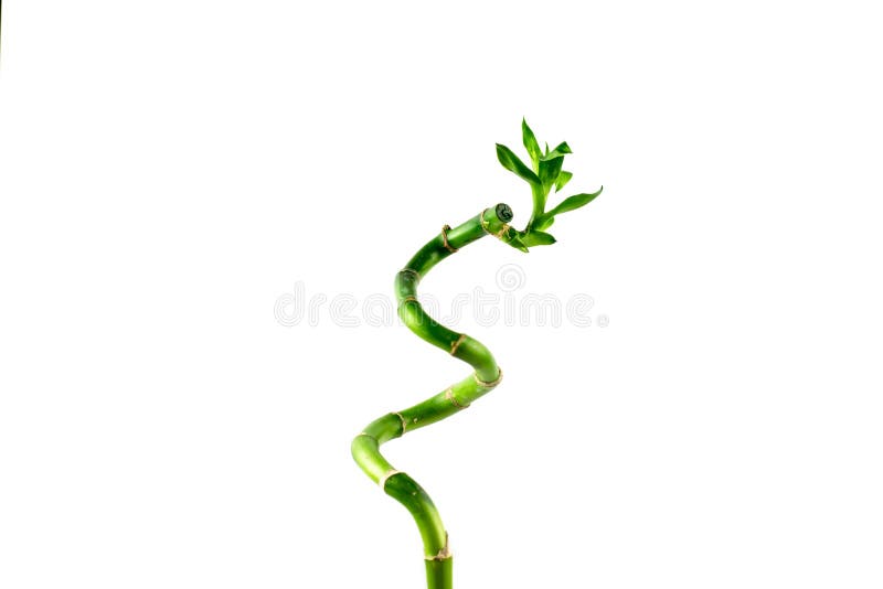 Green stem of Lucky Bamboo Dracaena Sanderiana with green leaves, twisted into a spiral shape, isolated royalty free stock photography Green stem of Lucky Bamboo Dracaena Sanderiana with green leaves, twisted into a spiral shape, isolated royalty free stock photography