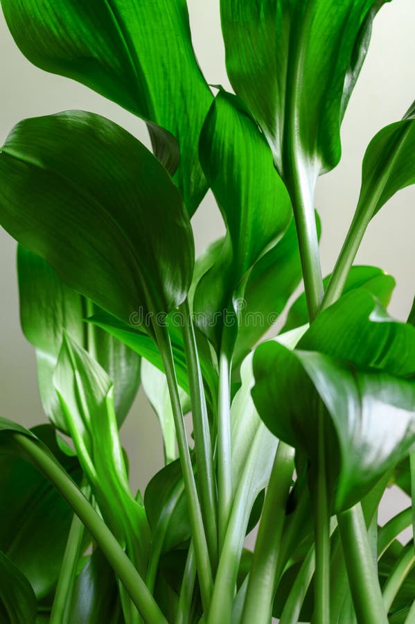 Green Stems and Leaves of the Houseplant Aspidistra Elatior. Stock Image -  Image of home, garden: 188510149