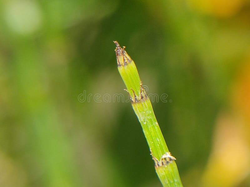 The Green Stick Of Bamboo Trees stock photography