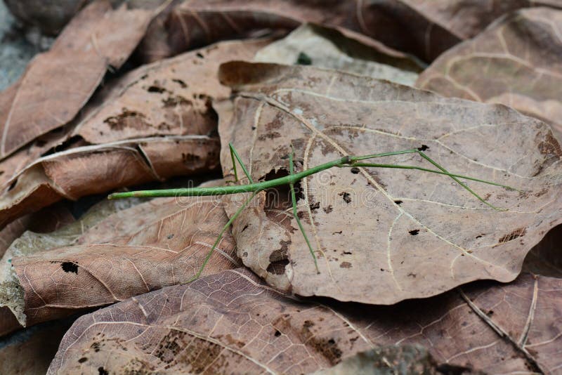 Green stick bug aka Ramulus artemis,aka Vietnamese stick insect stock image