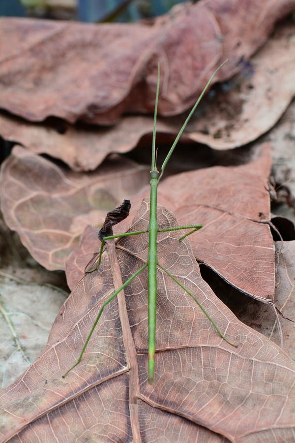 Green stick bug aka Ramulus artemis,aka Vietnamese stick insect stock images