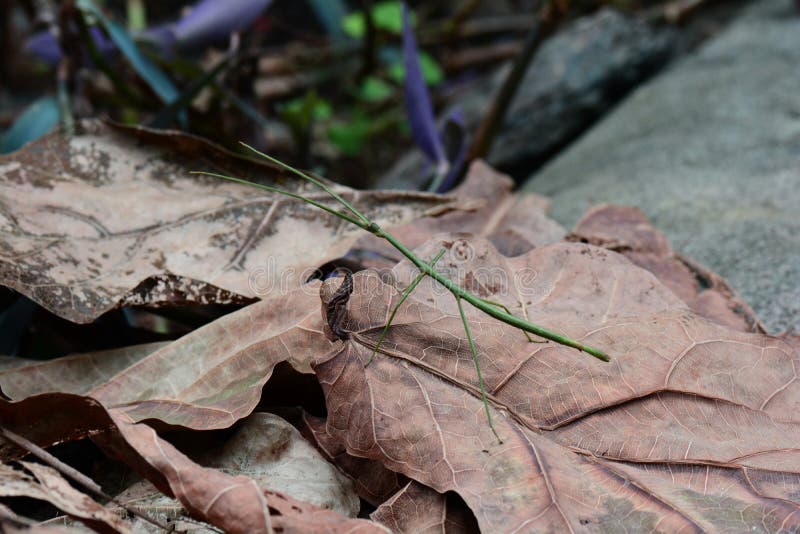 Green stick bug aka Ramulus artemis,aka Vietnamese stick insect royalty free stock photography