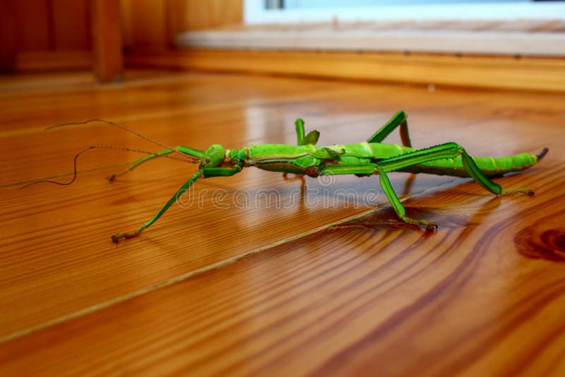 Green stick insect is crawling on a wooden surface. stock image