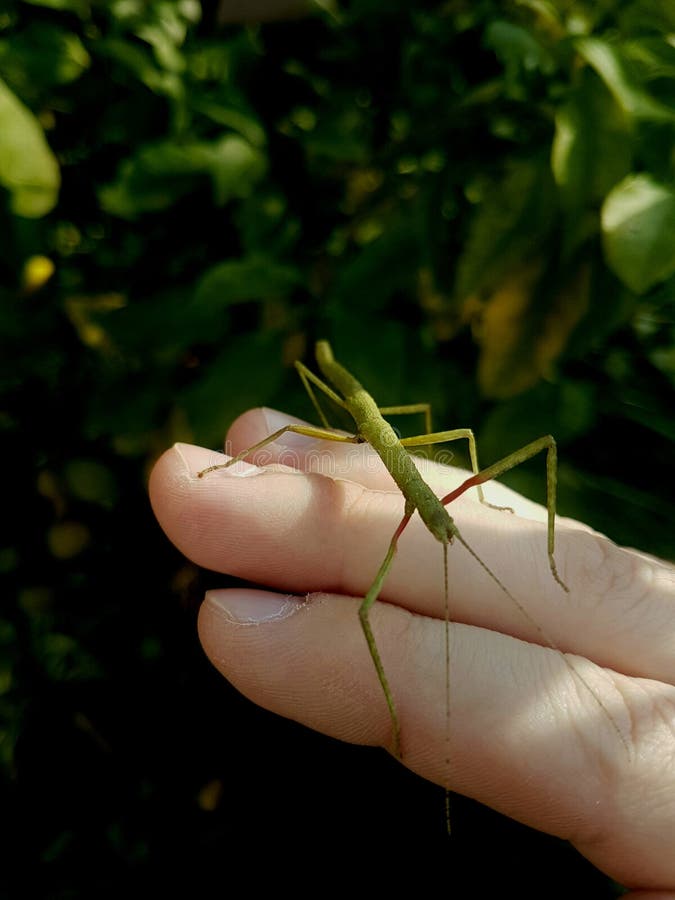 Green stick insect on hand royalty free stock photography