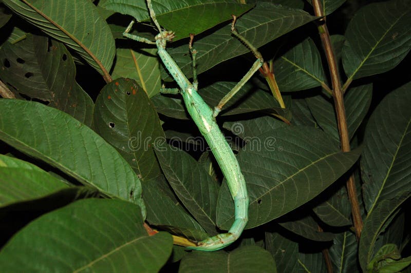 Green stick insect hanging in the leaves stock photo