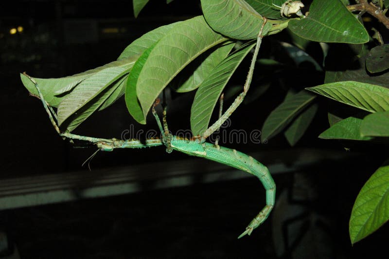 Green stick insect hanging in the leaves stock image