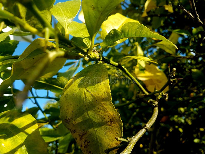 Green stick insect hiden stock photos