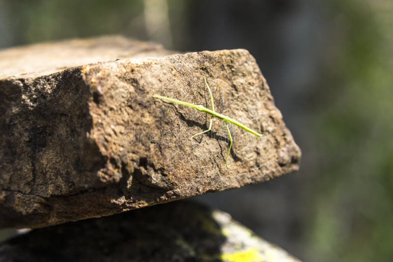 Green Stick insect hiding on stone royalty free stock images