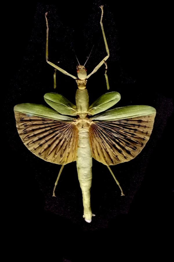 Green stick insect royalty free stock photography