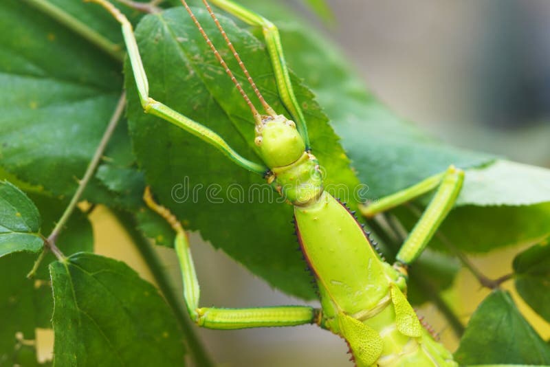 Green stick insect on a leaf royalty free stock photography