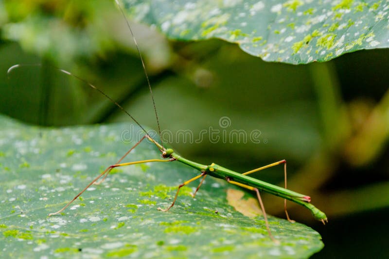 Green stick insect masking on the leaf of a bush at the tropical forest stock photos