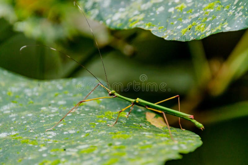 Green stick insect masking on the leave of a bush at the tropical forest royalty free stock photo