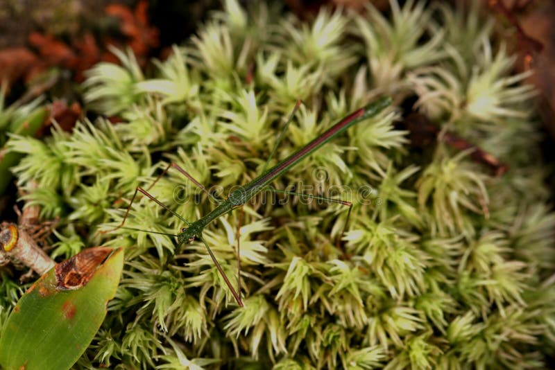 Green stick insect on the moss. Phasmatodea royalty free stock photo