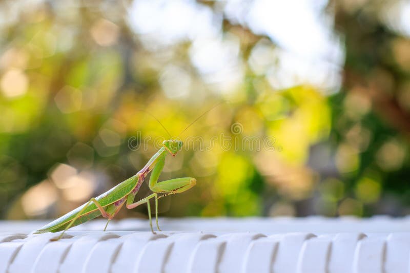A green stick insect on top of a sun lounger with a beautiful hexagon-shaped bokeh background, summer concept for various humorous royalty free stock photos