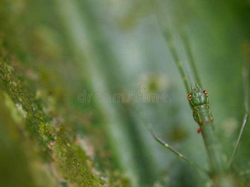 Green Stick Insect stock images