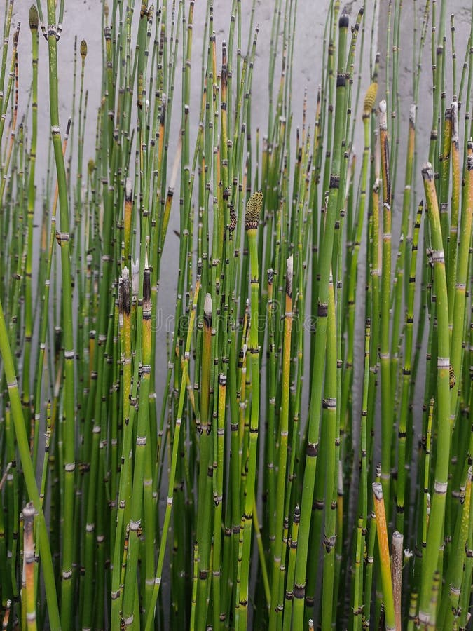 Green stick plants planted outside an apartment stock photography