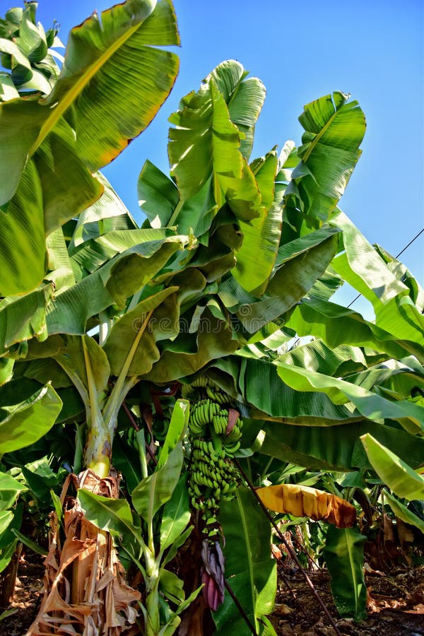 Green, Still Bananas Growing on the Meadow in the Warm Sun Stock Image