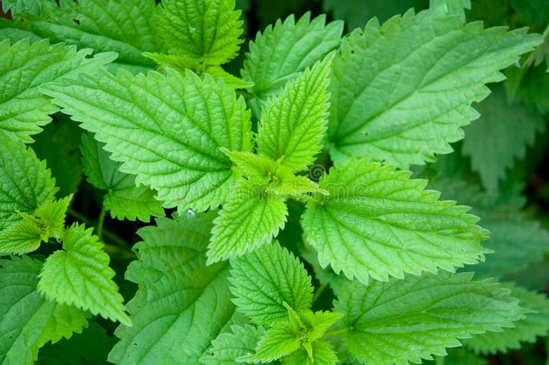 Green stinging nettle stock photo