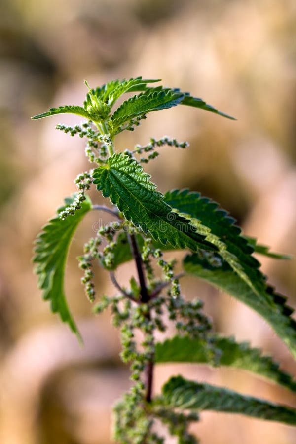 Green stinging nettle in detail