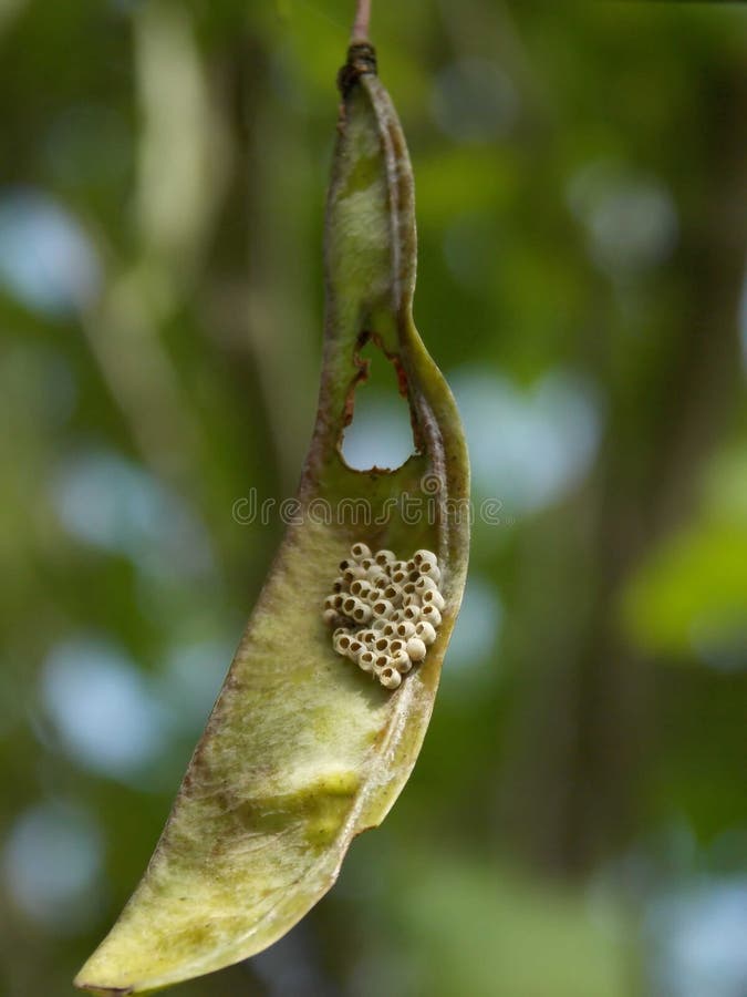 Green Stink Bug Eggs on Red Bud Tree Seed Pod