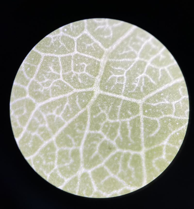 Green stoma plants cell stock image. Image of chlorophyll - 250252539