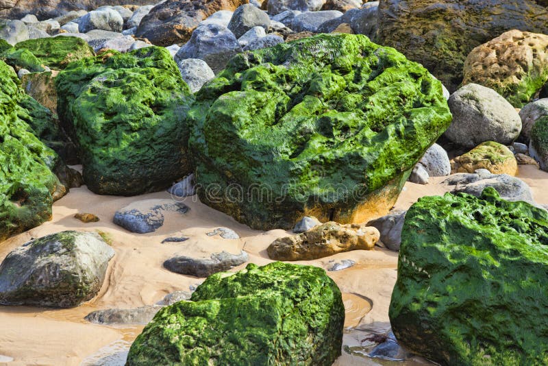Green Stones on the Seashore Stock Photo Image of coastline, rock