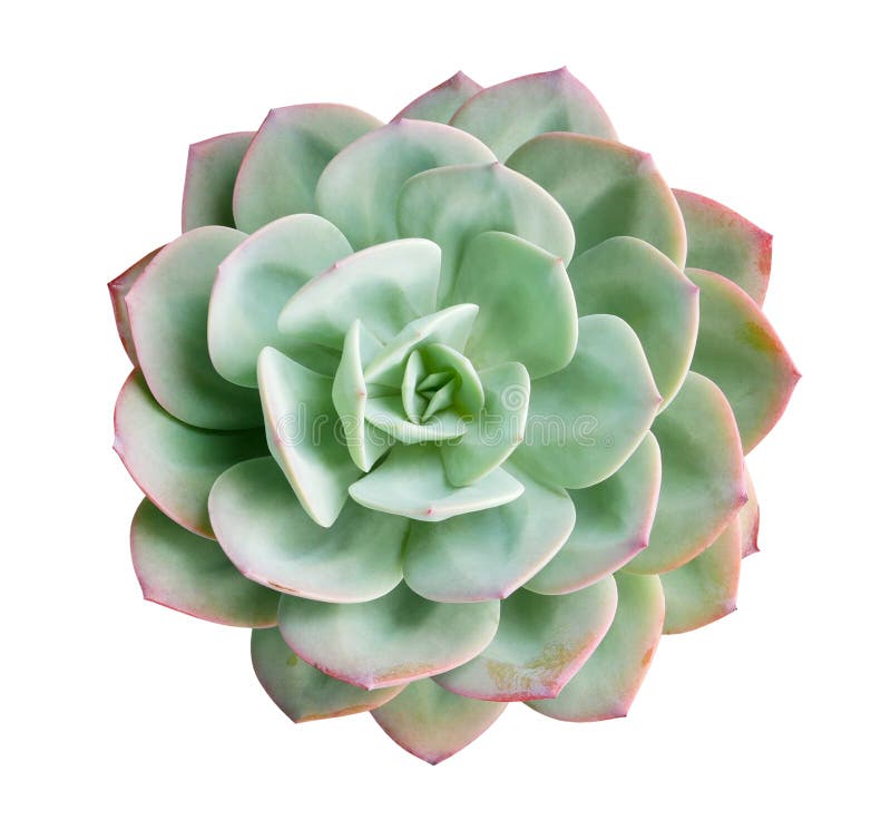 Green succulent cactus flower plant top view isolated on white background, path