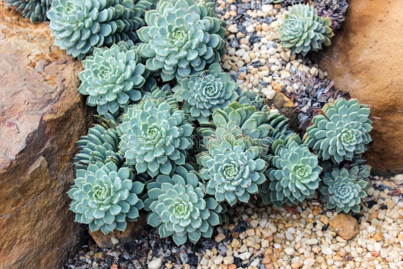 Green Succulent Plants Growing on Sand Stock Image - Image of floral