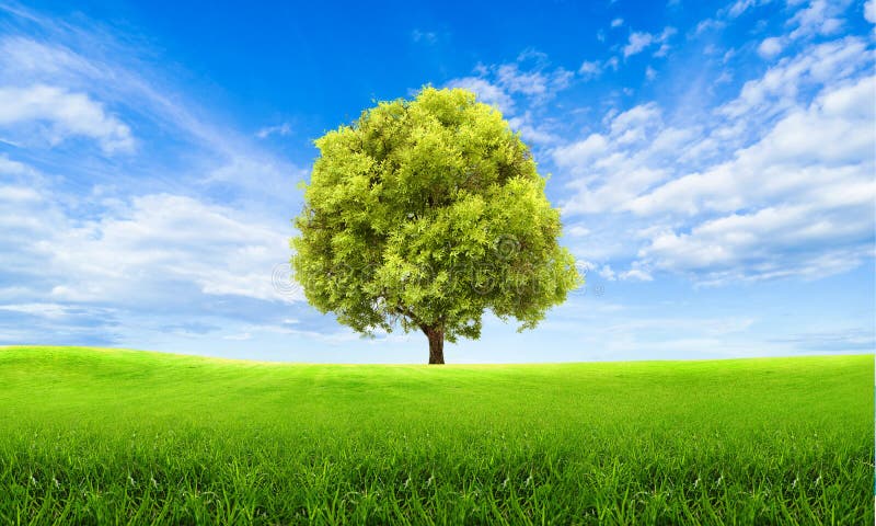 Green Summer Landscape Scenic View Wallpaper. Solitary Tree on Grassy Hill and Blue Sky with Clouds. Lonely Tree Springtime. Stock Photo - Image of environment, outdoor: 141686174 Green Summer Landscape Scenic View Wallpaper. Solitary Tree on Grassy Hill and Blue Sky with Clouds. Lonely Tree Springtime. Stock Photo - Image of environment, outdoor: 141686174