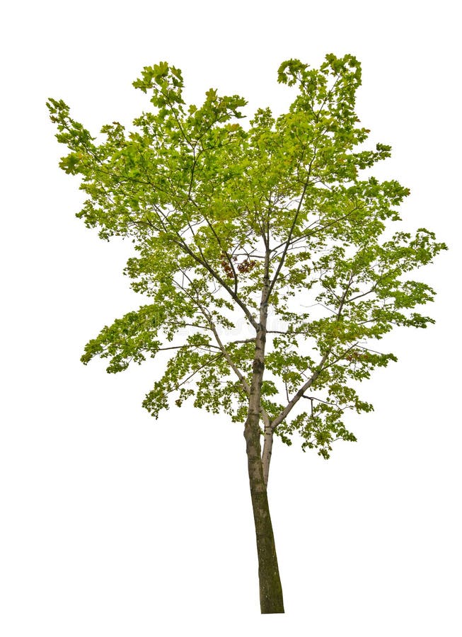 Green summer maple tree isolated on white