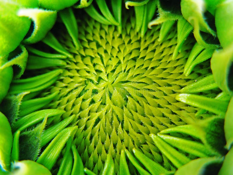 Green sunflower bud