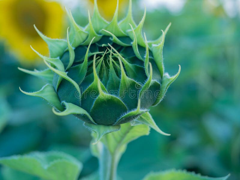 Green sunflower bud in blue green colors, macro stock image Green sunflower bud in blue green colors, macro stock image