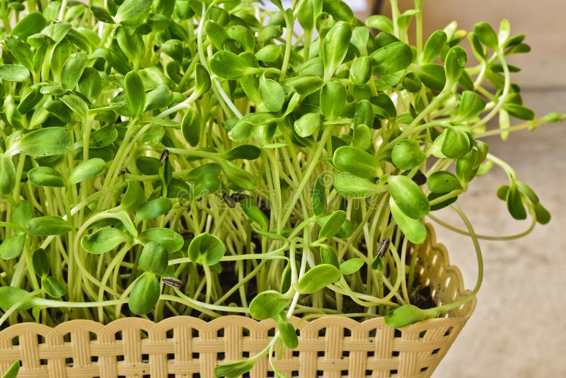 Green Sunflower Sprout Growing from Seed in Basket at Home Stock Photo