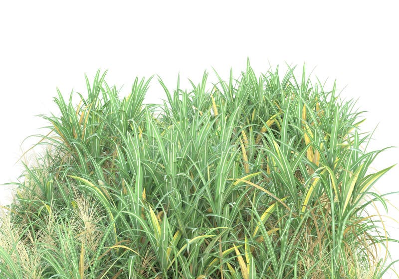 Green surface covered with wild grass and flowers isolated on white and black background for banners. 3d rendering - illustration. Image with no background as additional in PNG format. Green surface covered with wild grass and flowers isolated on white and black background for banners. 3d rendering - illustration. Image with no background as additional in PNG format.