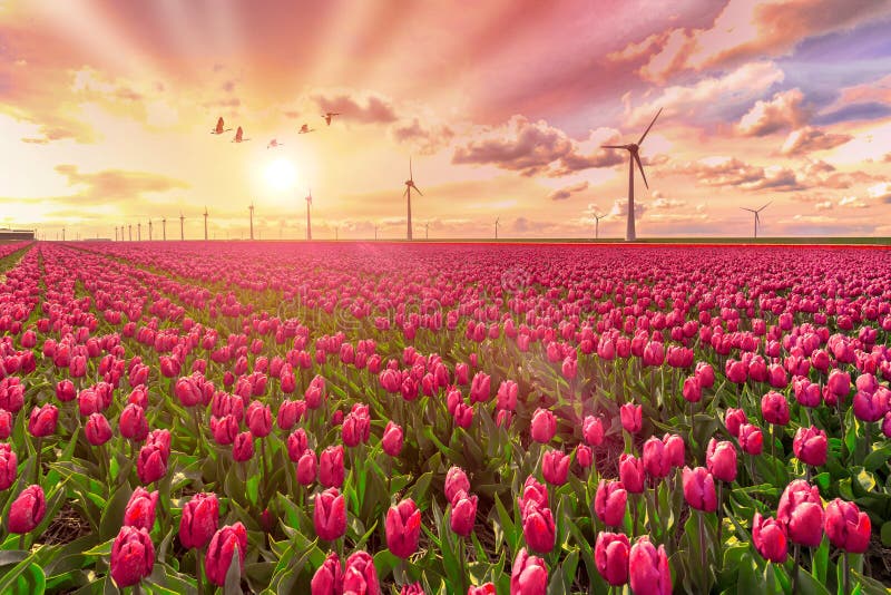 Egipcio gansos volador el sol a través de electricidad tulipanes, mejor sostenible energía.