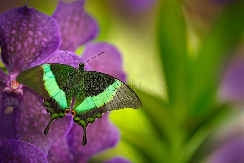 Green swallowtail butterfly, Papilio palinurus, on the pink violet orchid bloom. Insect in the nature habitat, sitting on wild