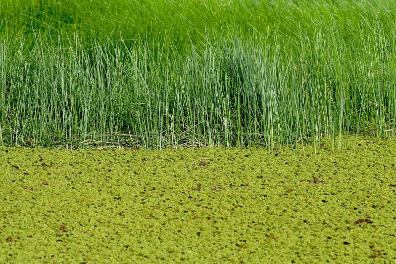 Green swamp water