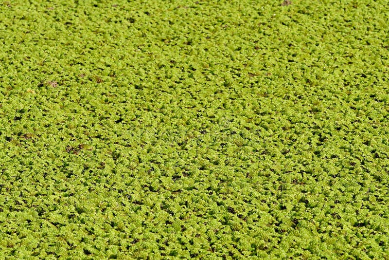 Green swamp water