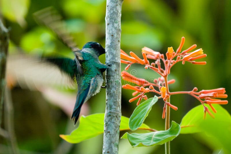 Hummingbird Drinking Nectar Picture. Image 99545949