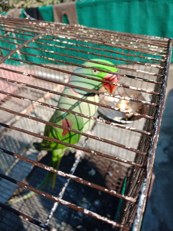 Green talking parrot stock image. Image of indian, bird 106439931