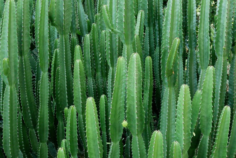 Green tall cactus cierge Cereus desert tropical plant texture background